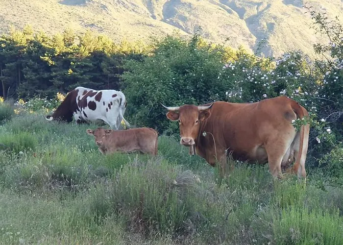 Arrayanes Royal 시에라네바다